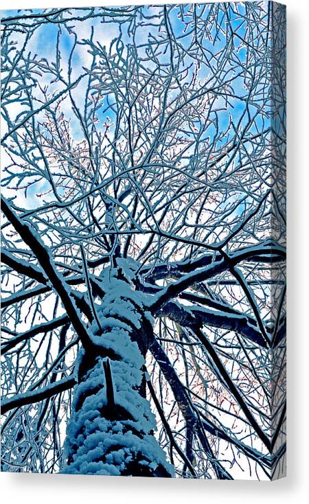 Snow Canvas Print featuring the photograph Up the snow covered tree by Mary Anne Williams