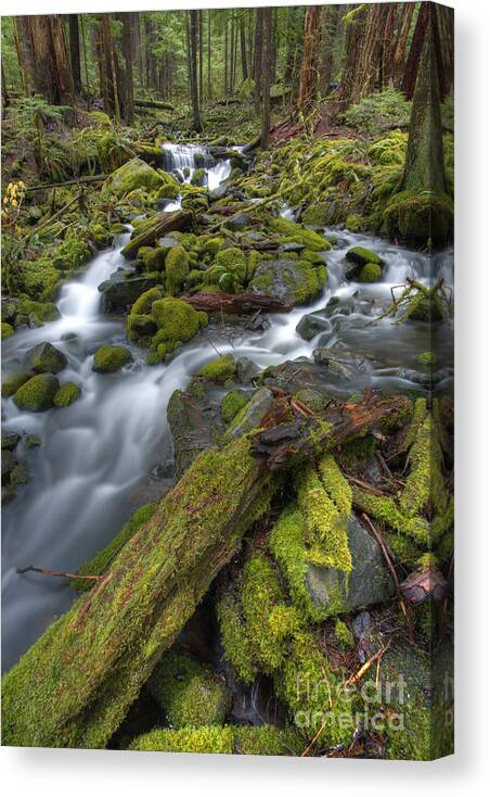 Pacific Northwest Canvas Print featuring the photograph Walking to Sol Duc by Marco Crupi