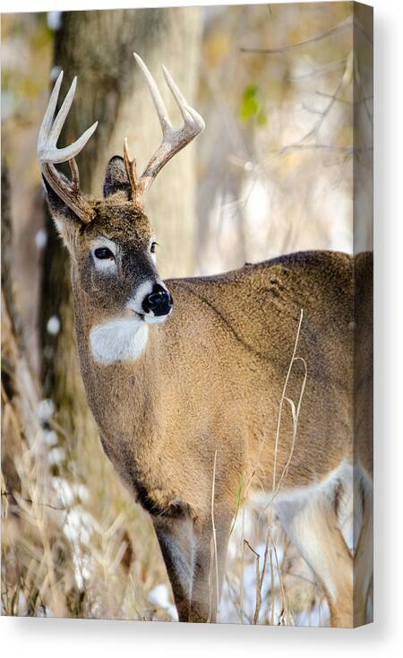 Deer Canvas Print featuring the photograph Winter Buck by Wild Fotos