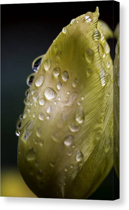 Rain Canvas Print featuring the photograph Yellow Bud by Sara Hudock