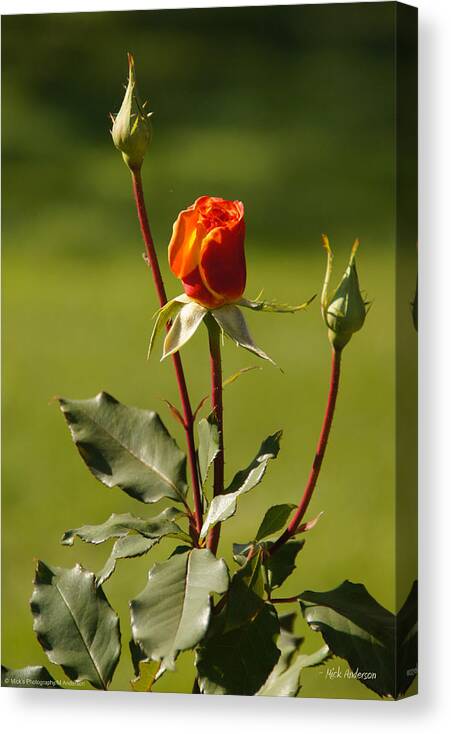 Rose Canvas Print featuring the photograph Autumn Rose by Mick Anderson