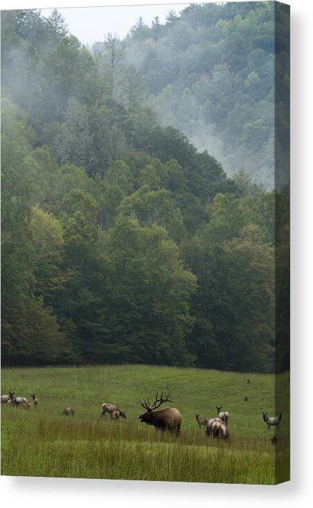 Elk Canvas Print featuring the photograph Cataloochee Elk by Carrie Cranwill