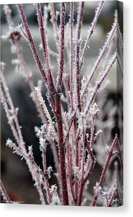 Coral Canvas Print featuring the photograph Frosty Coral Maple by Mick Anderson