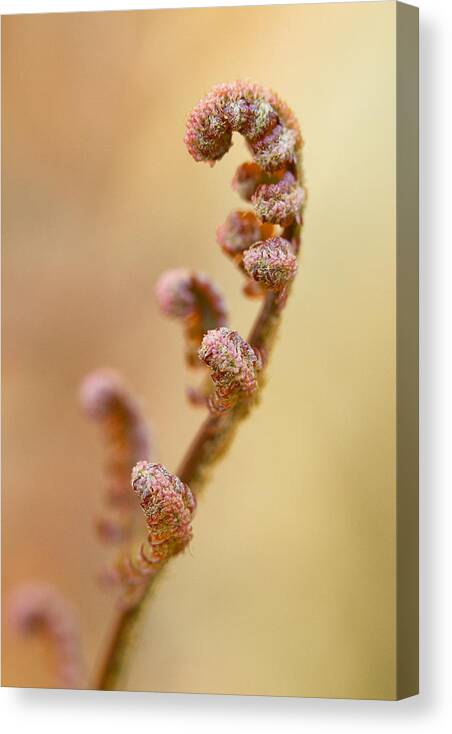 Fern Canvas Print featuring the photograph Stretch by Carrie Cranwill