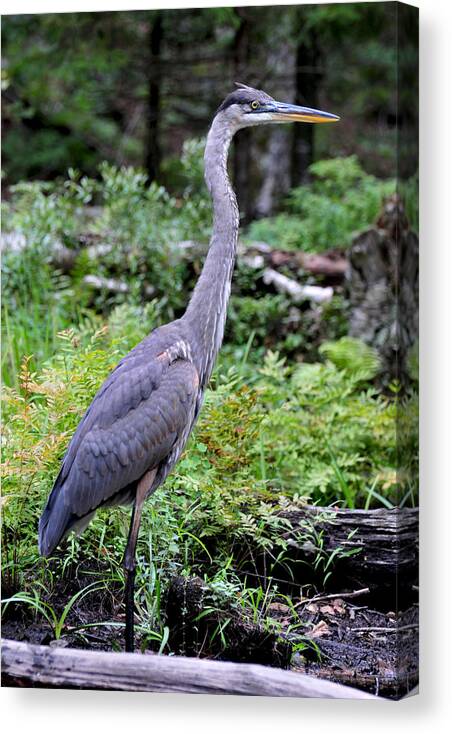 Great Blue Heron Canvas Print featuring the photograph Young Great Blue Heron by Peter DeFina