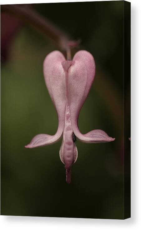 Wild Bleeding Heart Canvas Print featuring the photograph Angel #1 by Don Ziegler