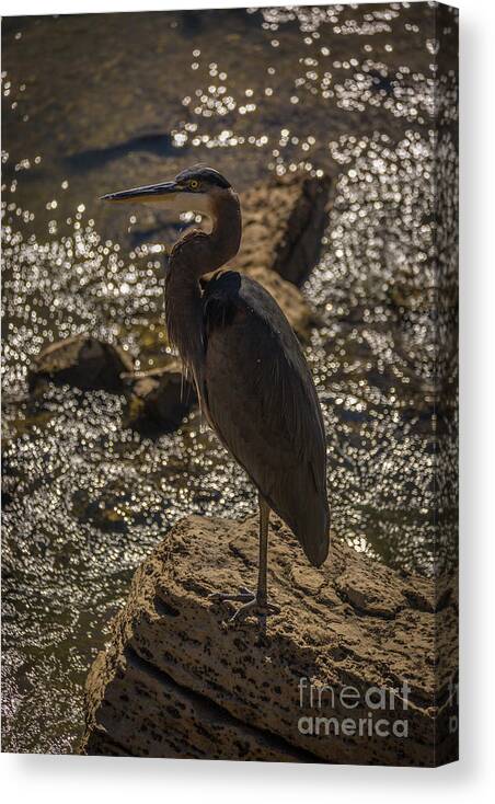 Ardea Herodias Canvas Print featuring the photograph Great Blue Heron #2 by Roger Monahan