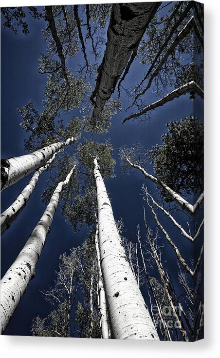 Skyward Canvas Print featuring the photograph Towering Aspens #2 by Timothy Johnson