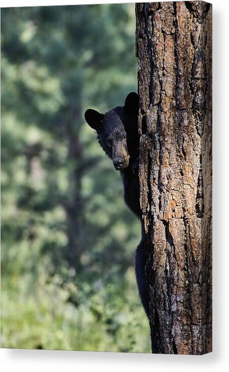 Bear Canvas Print featuring the photograph Bear4 by Loni Collins