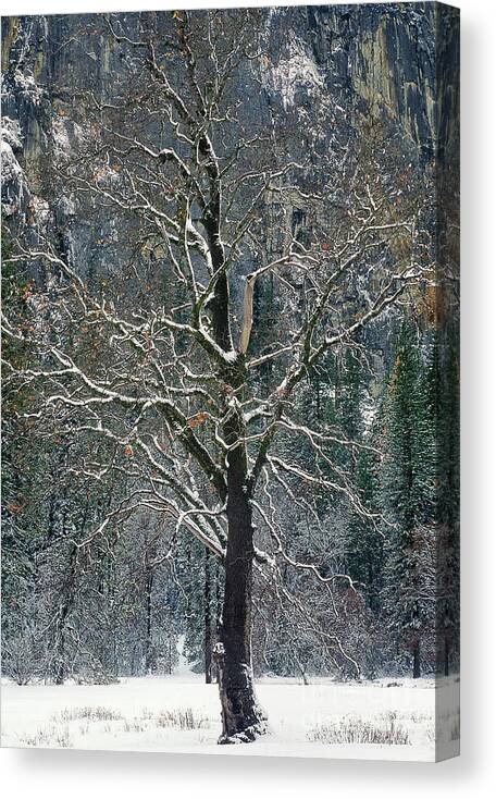 Black Oak Canvas Print featuring the photograph Black Oak Quercus Kelloggii With Dusting Of Snow by Dave Welling