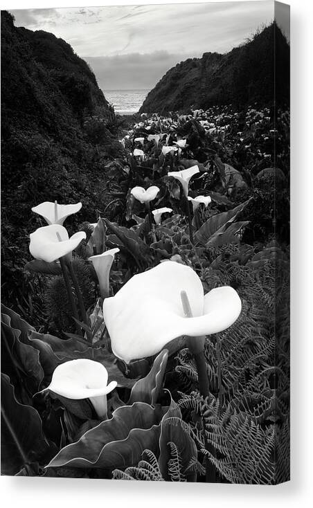 Big Sur Canvas Print featuring the photograph Big Sur - Calla Lily by Francesco Emanuele Carucci