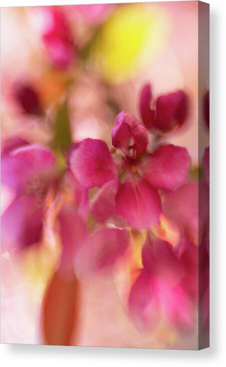 Flower Canvas Print featuring the photograph Crabapple Pink by Pamela Taylor