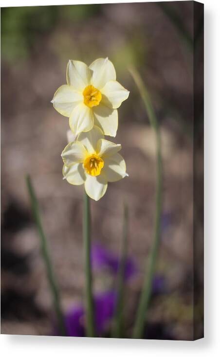 Daffodil Canvas Print featuring the photograph Daffy Duet by Morris McClung