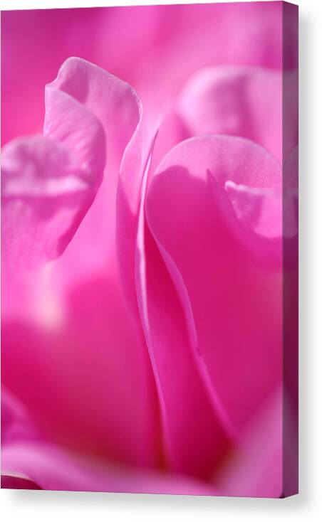 Pink Canvas Print featuring the photograph Damask by Don Ziegler