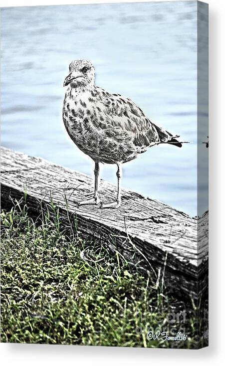 Swansboro Canvas Print featuring the photograph Dinner Time by Rod Farrell