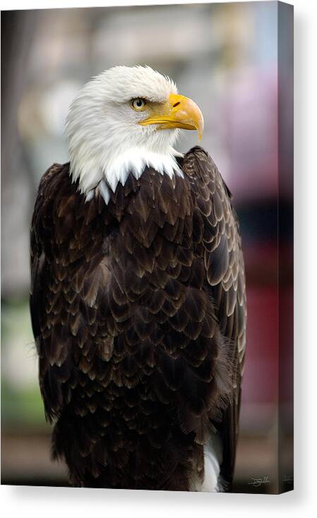 Eagle Canvas Print featuring the photograph Eagle by Doug Gibbons