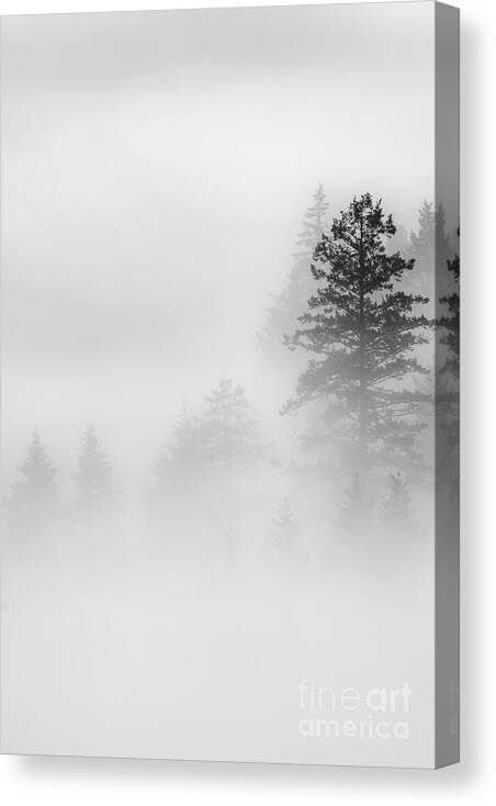 Fog Canvas Print featuring the photograph Emerging from fogs veil by David Hillier