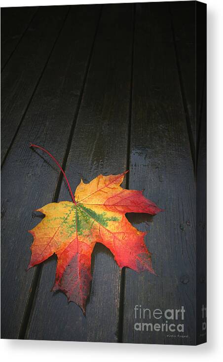 Leaf Autumn Fall Rain Color Canvas Print featuring the photograph Fall by Winston Rockwell