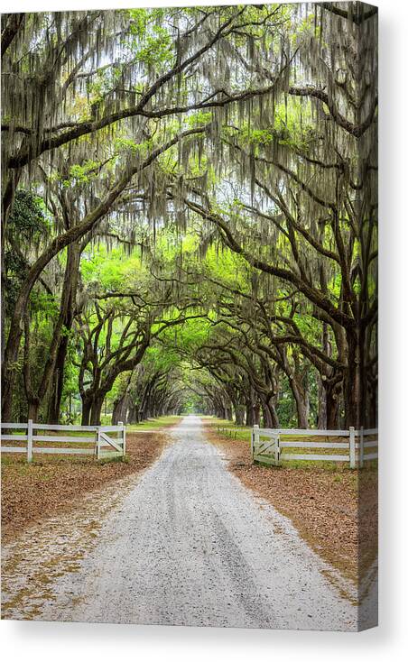 Art Canvas Print featuring the photograph Gated Wormsloe Plantation by Jon Glaser