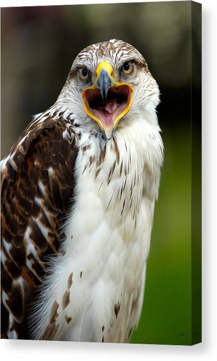Hawk Canvas Print featuring the photograph Hawk by Doug Gibbons