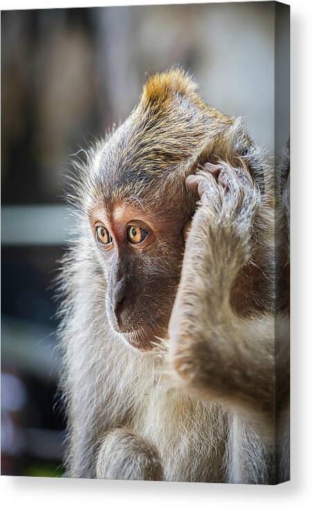 Monkey Canvas Print featuring the photograph Hello, Monkey Here by Rick Deacon