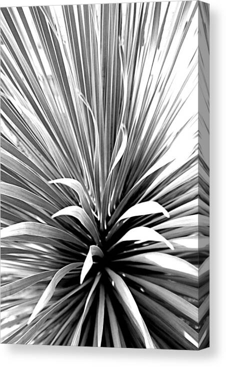 Tropic Canvas Print featuring the photograph Mesmerizing Cactus by Tina Meador