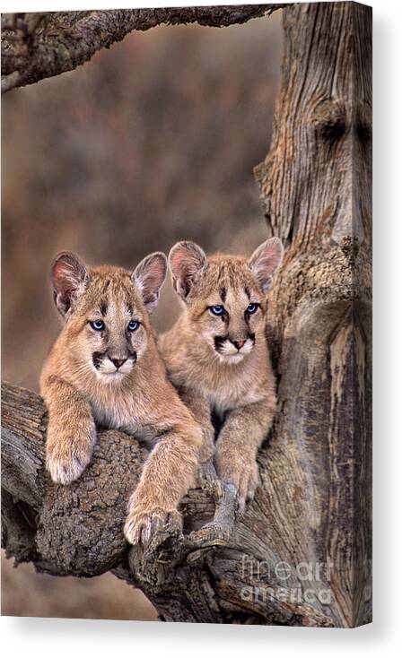 Dave Welling Canvas Print featuring the photograph Mountain Lion Cubs Felis Concolor Captive by Dave Welling