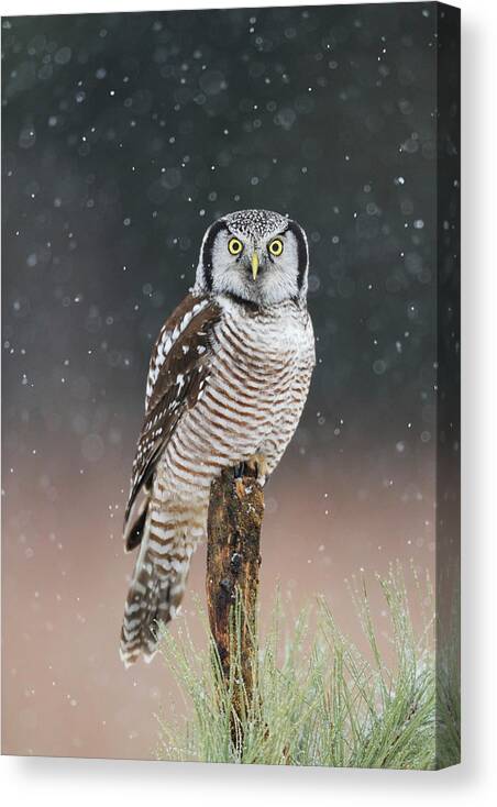 Bird Canvas Print featuring the photograph Northern Hawk Owl by Scott Linstead