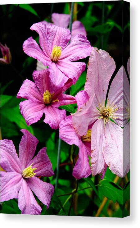 Flowers Canvas Print featuring the photograph Pink Clematis by Louis Dallara