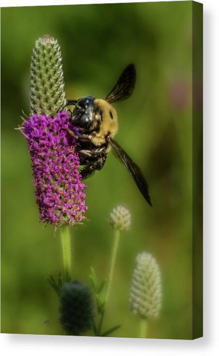 Flowers Canvas Print featuring the photograph Prairie Clover and the Bee by Garry McMichael