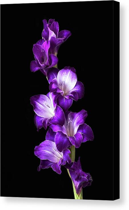 Gladiolus Canvas Print featuring the photograph Purple Elegance by Cheryl Day