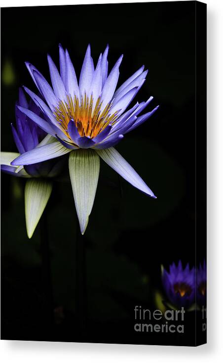 Purple Waterlily Water Lily Flower Flora Canvas Print featuring the photograph Purple waterlily by Sheila Smart Fine Art Photography