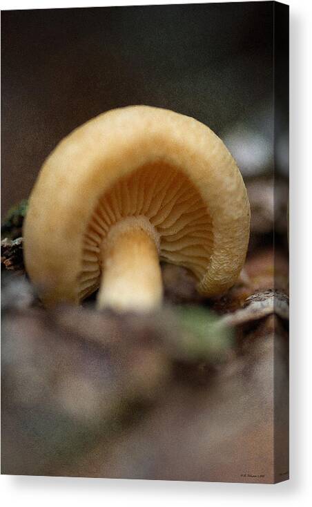 Mushroom Canvas Print featuring the photograph Resting by WB Johnston