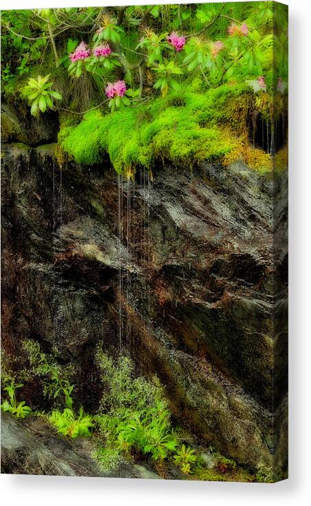 Blue Ridge Parkway Canvas Print featuring the photograph Rhododendron on Wet Cliff Blue Ridge by Dan Carmichael
