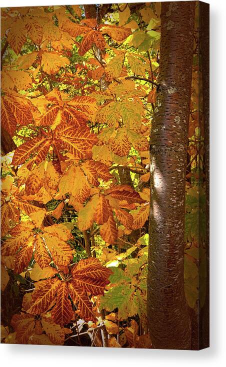 Fall Colors Canvas Print featuring the photograph Rusty Autumn Fall Color Leaves in the Blue Ridge by Dan Carmichael