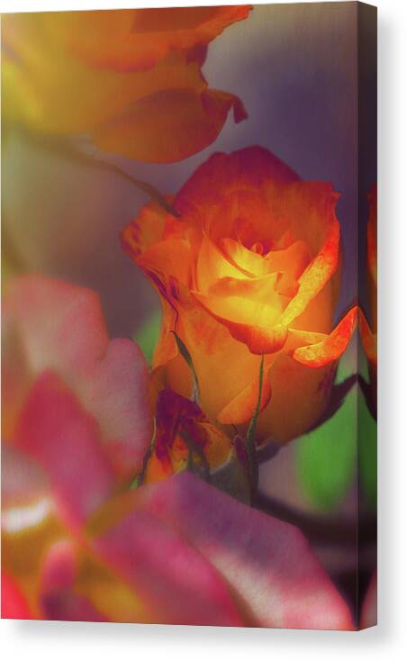 Soft Canvas Print featuring the photograph Soft Lit Rose by Thomas Hall