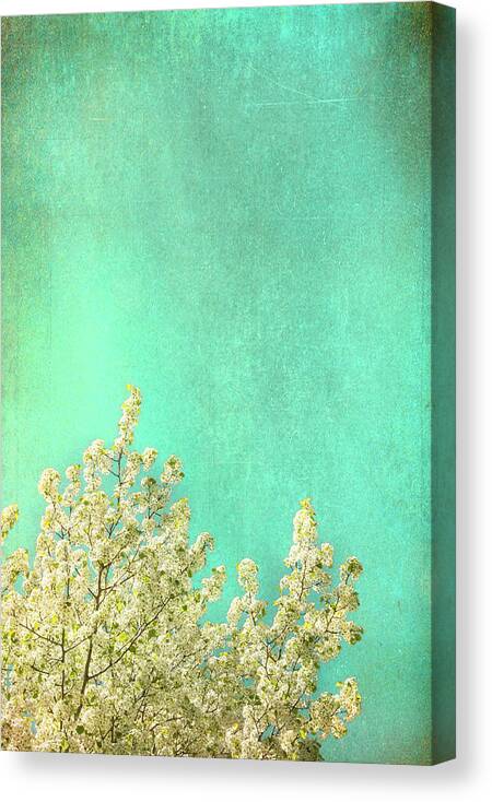 Negative Space Canvas Print featuring the photograph Something Special by Kevin Bergen