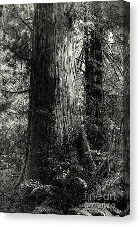 Forest Canvas Print featuring the photograph Stalwart of the Forest by David Hillier