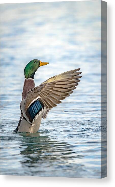 Bird Canvas Print featuring the photograph Standing Ovation by Wild Fotos