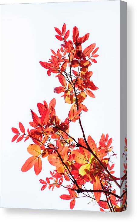 Tender Canvas Print featuring the photograph Tender leaves by Hitendra SINKAR