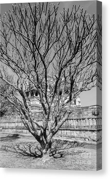 Tree Canvas Print featuring the photograph Tree and Temple by Hitendra SINKAR