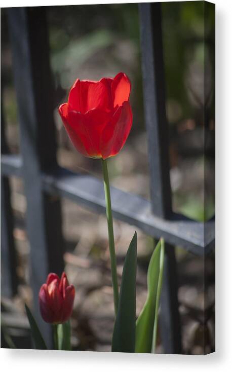  Flower Canvas Print featuring the photograph Tulip and Garden Fence by Morris McClung