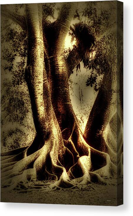 Black And White Canvas Print featuring the photograph Twisted Trees by Tom Prendergast