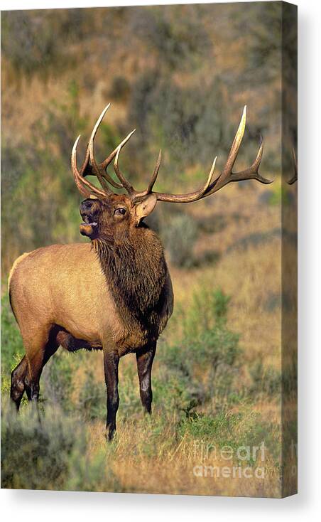 North America Canvas Print featuring the photograph Bull Elk in Rut Bugling Yellowstone Wyoming Wildlife by Dave Welling