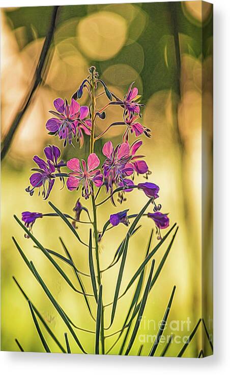 Flower Canvas Print featuring the photograph Delicate flower by Casper Cammeraat