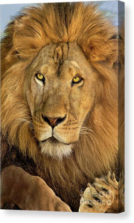Dave Welling Canvas Print featuring the photograph Male African Lion Portrait Wildlife Rescue by Dave Welling