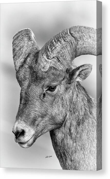 2018 September Canvas Print featuring the photograph Mister Bighorn Portrait - Black-and-White by Bill Kesler