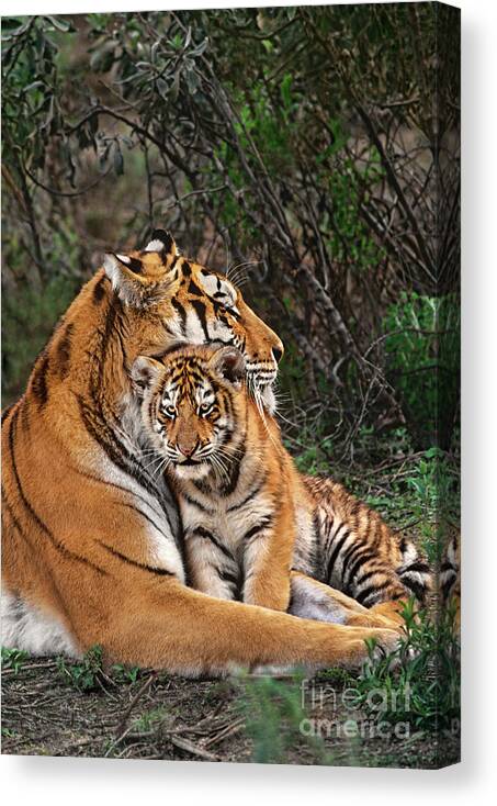 Siberian Tiger Canvas Print featuring the photograph Siberian Tiger Mother and Cub Endangered Species Wildlife Rescue by Dave Welling