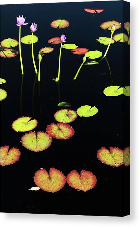 Pond Canvas Print featuring the photograph Pond #1 by Rick Perkins