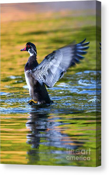 Wood Duck Canvas Print featuring the photograph Wood Duck Sunset #1 by John F Tsumas